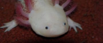 Neues aus dem Axolotl-Becken