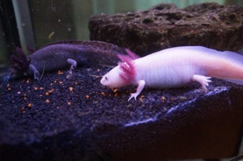 Axolotlpärchen 1