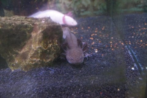 Axolotlpärchen 2