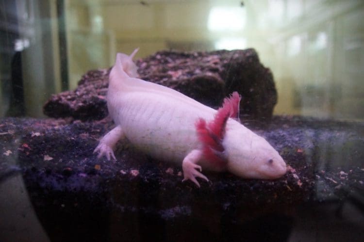 alter Axolotl